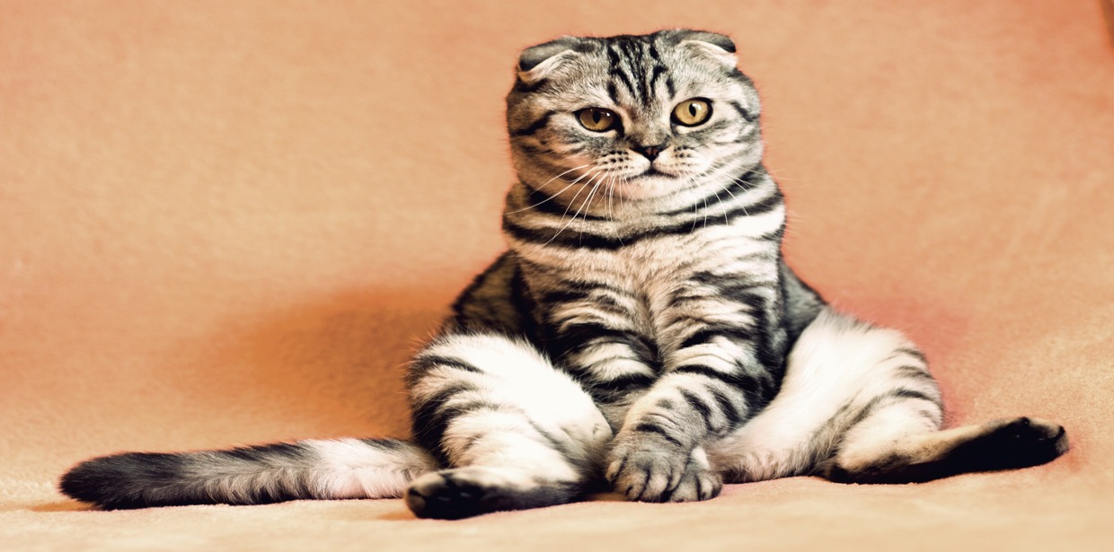 Cat sits like humans