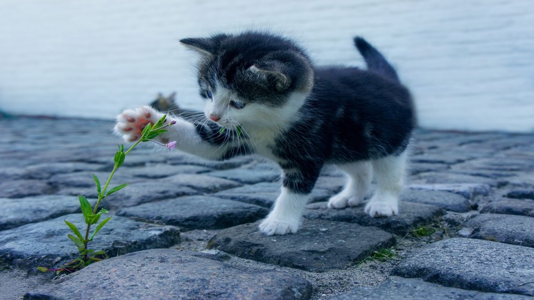 Cat playing