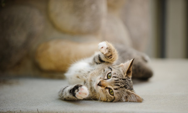 Cat stretching